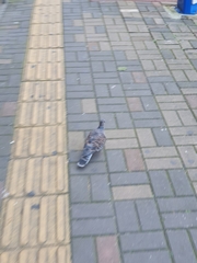 Streptopelia orientalis