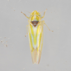 Erythridula penenoeva