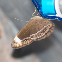 Mycalesis anaxioides