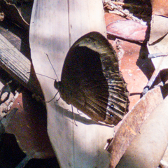 Mycalesis anaxioides