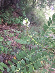 Eysenhardtia orthocarpa