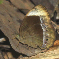 Mycalesis anaxioides