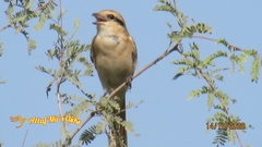 Lanius isabellinus