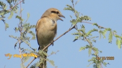 Lanius isabellinus
