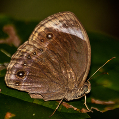 Mycalesis anaxioides