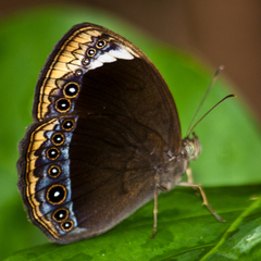 Mycalesis anaxioides