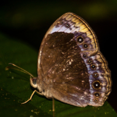 Mycalesis anaxioides