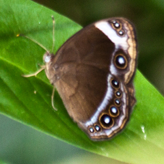 Mycalesis anaxioides