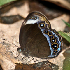 Mycalesis anaxioides