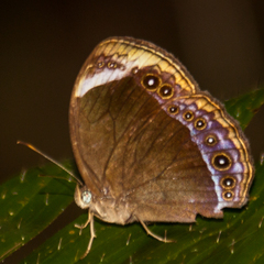 Mycalesis anaxioides