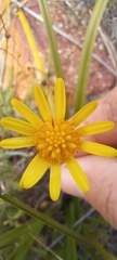 Euryops ericoides