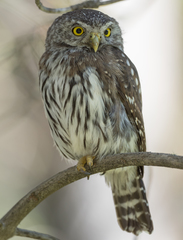 Glaucidium gnoma pinicola