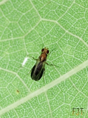 Clusiidae