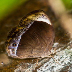 Mycalesis anaxioides