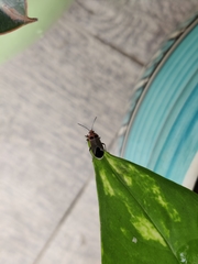 Graptostethus argentatus