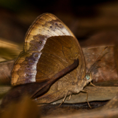 Mycalesis anaxioides