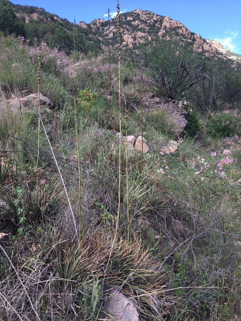 Agave schottii, Saguaro National Park, Sonoita, AZ, US
