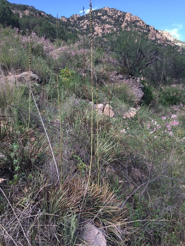 Agave schottii
