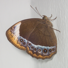 Mycalesis anaxioides