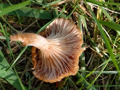 Desarmillaria caespitosa image