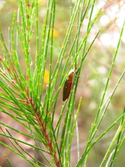 Melobasis propinqua
