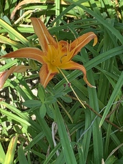 Hemerocallis citrina