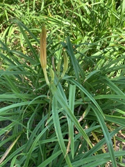 Hemerocallis citrina