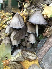 Coprinopsis atramentaria