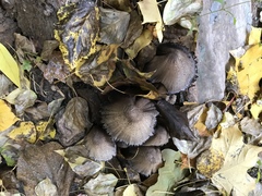 Coprinopsis atramentaria