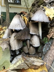 Coprinopsis atramentaria