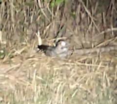 Nyctidromus albicollis