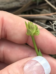 Burchardia umbellata