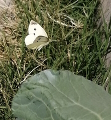 Pieris rapae rapae