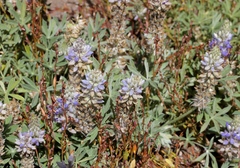Lupinus lepidus sellulus