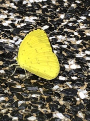 Eurema blanda