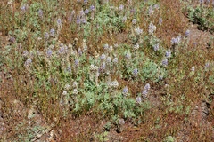Lupinus lepidus sellulus