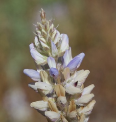 Lupinus lepidus sellulus