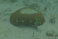 Coelastrea aspera
