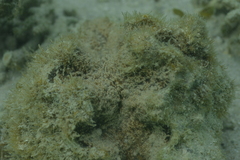 Hippopus porcellanus