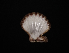 Nodipecten subnodosus