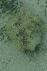 Hippopus porcellanus