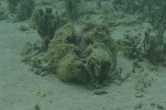 Hippopus porcellanus