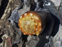 Conus sanguinolentus