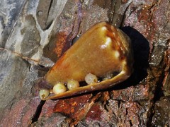 Conus sanguinolentus