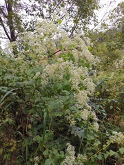 Eupatorium chinense
