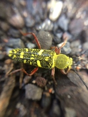 Ochraethes sulphurifer