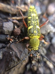 Ochraethes sulphurifer