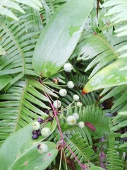 Smilax glabra
