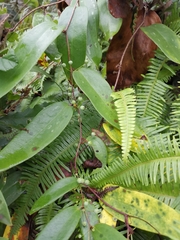 Smilax glabra