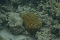 Ctenactis echinata